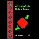 Drosophila Cells in Culture