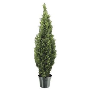 48 Arborvitae w/ Green Pot