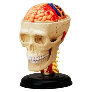 John N. Hansen Cranial Skull Anatomy Model 3.25