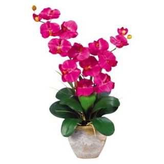 Double Stem Phalaenopsis Orchid in Ceramic Pot 25   Fuchsia