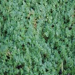 3.5 in. Green Carpet Rupturewort Plant H3525CL