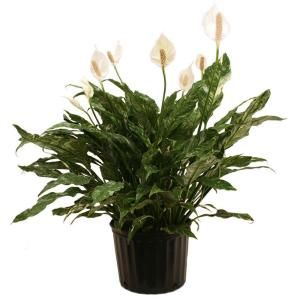 Delray Plants Spathiphyllum Domino in 10 in. pot 10SPATHD
