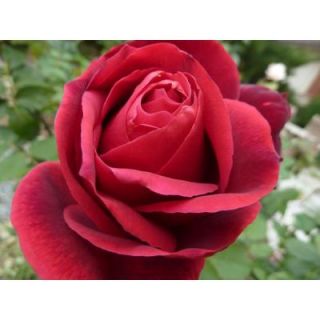 Mea Nursery All Time Favorites Rose Mister Lincoln 60005