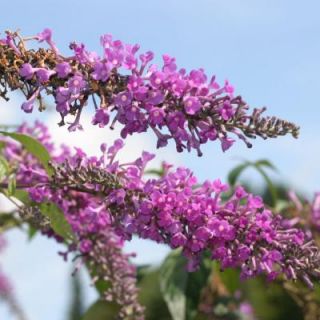 Proven Winners Inspired Violet ColorChoice Buddleia 4.5 in. Quart BUDPRC1227800