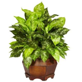24.0 in. H Green Variegated Dieffenbachia with Large Hexagon Silk Plant 6709