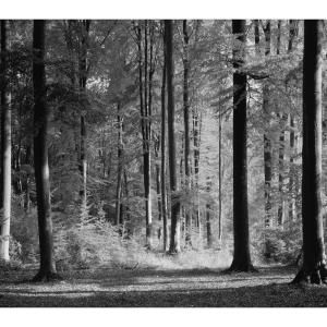 Washington 150 in. x 108 in. Mystical Forest Wall Mural DS8066