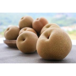 Shinseiki Asian Pear PYRCO10BR0024FT