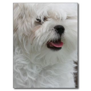 White Maltese Puppy Postcard