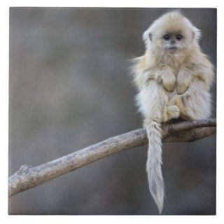 A golden snub nosed monkey infant, China Tiles