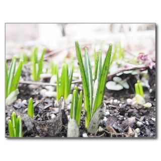 Crocus Sprouts In The Spring Garden Postcard