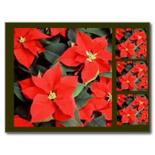 Christmas Red Poinsettia Plants Postcard