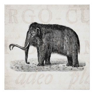 Vintage Woolly Mammoth Illustration Wooly Mammoths Poster