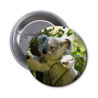 Amazingly cute baby koala in a tree pin