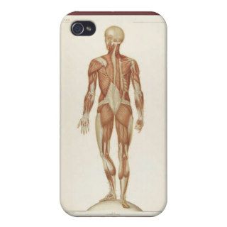 Anatomy Posterior iPhone 4 Cases
