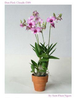 1 Plant dendrobium hybrid miniature pink Fancy  Patio, Lawn & Garden