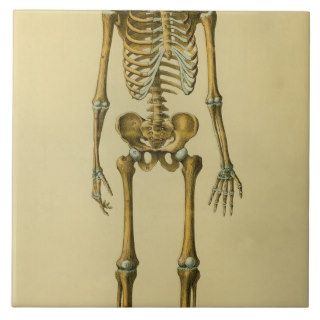 Illustration of Human Skeleton Tiles