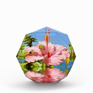 Pink hibiscus flower above the water acrylic award