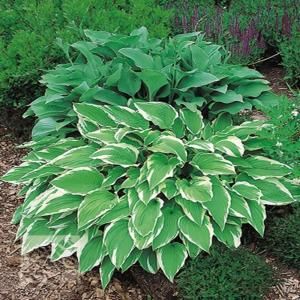 Hosta Albomarginata SF0024