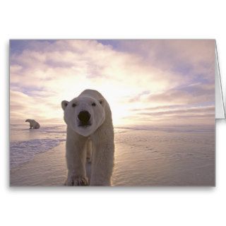 Sun Rising Behind Polar Bears Card