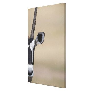 Oryx also called Gemsbock, Oryx gazella, Auob Gallery Wrap Canvas