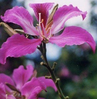 Orchideenbaum   rot   Bauhinia purpurea   Samen Garten
