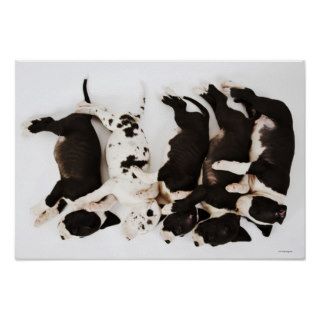 Five Harlequin Great Dane puppies sleeping Poster