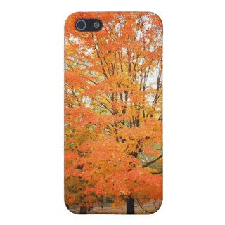 Autumn Tree in Central Park, New York City Covers For iPhone 5