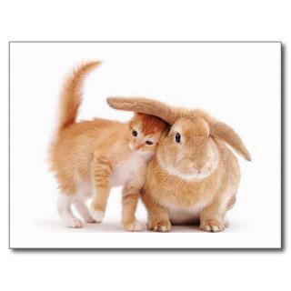 cute_funny_animals_8  kitten bunny rabbit friends postcards