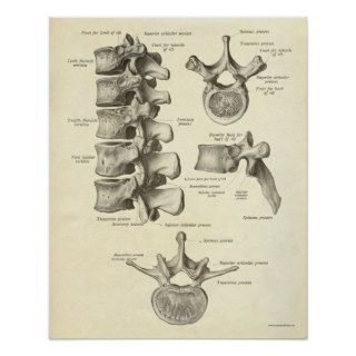 Vintage Anatomy Print Bones Lumbar Vertebra