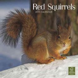 Red Squirrels Square 12x12 2010 Calendar General