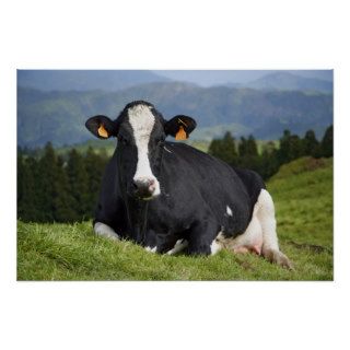 Holstein cow poster