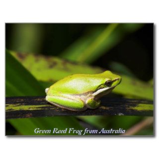Green Reed Frog Postcard