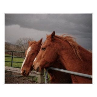 Two Tan Coloured Horses Posters