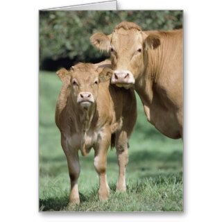Portrait of two cows, (Bos Taurus) in rural Greeting Cards