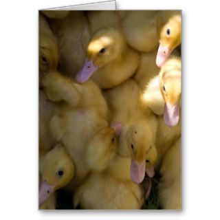 Little Ducklings Greeting Cards