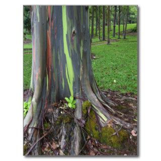 Close up of colorful eucalyptus tree bark postcards