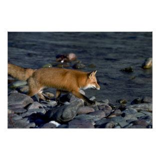 Red Fox running beside river Print