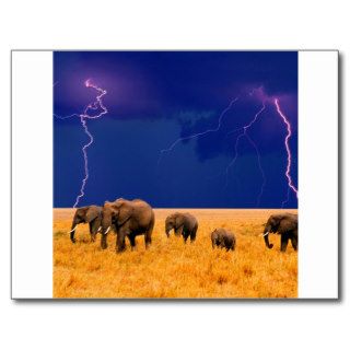 Elephant In An Approaching Storm Postcard