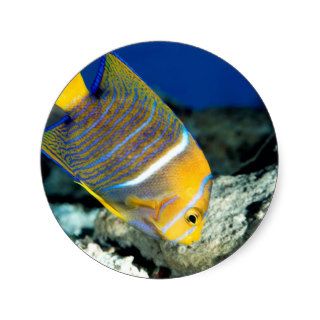 Fish King Angelfish Sticker