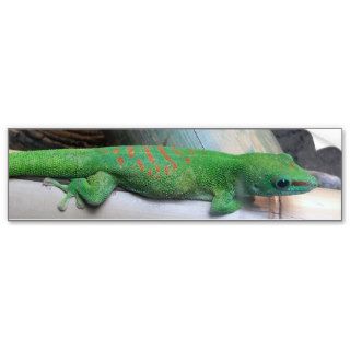 Madagascar Giant Day Gecko Bumper Sticker