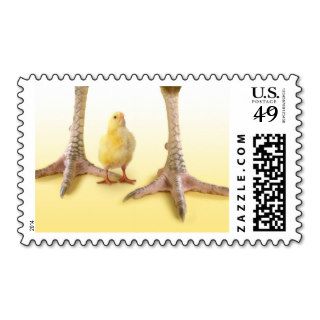 Tiny Chick Standing Between Adult Chickens Legs Postage Stamp