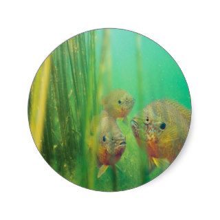 Fish Sunfish Along The Reeds Edge Round Sticker