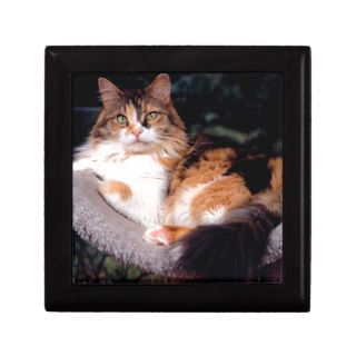 Cat Patches Maine Coon Mix Gift Box