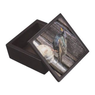 European Starling Premium Gift Box