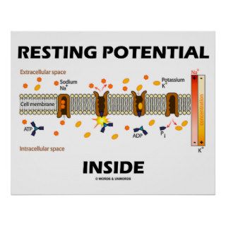 Resting Potential Inside (Active Transport Na K) Posters
