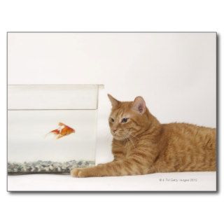 Cat looking at goldfish in fish tank postcards