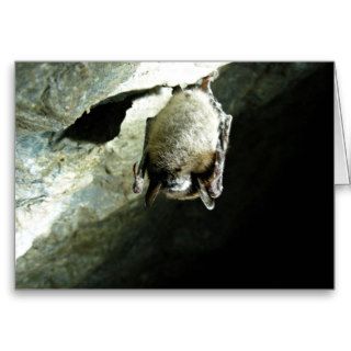 Little brown bat affected by White nose syndrome Greeting Cards