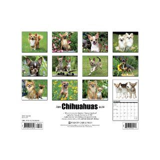 Just Chihuahuas 2014 Wall Calendar Willow Creek Press 9781607558248 Books