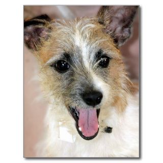 Yorkie/Jack (Parson) Russell Terrier Mix Postcards