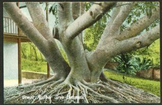 Great Rubber Tree at Bermuda postcard 191? Entertainment Collectibles